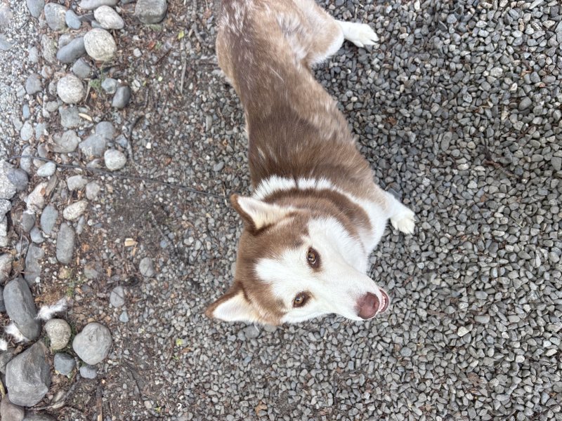 Happy pup enjoying a walk