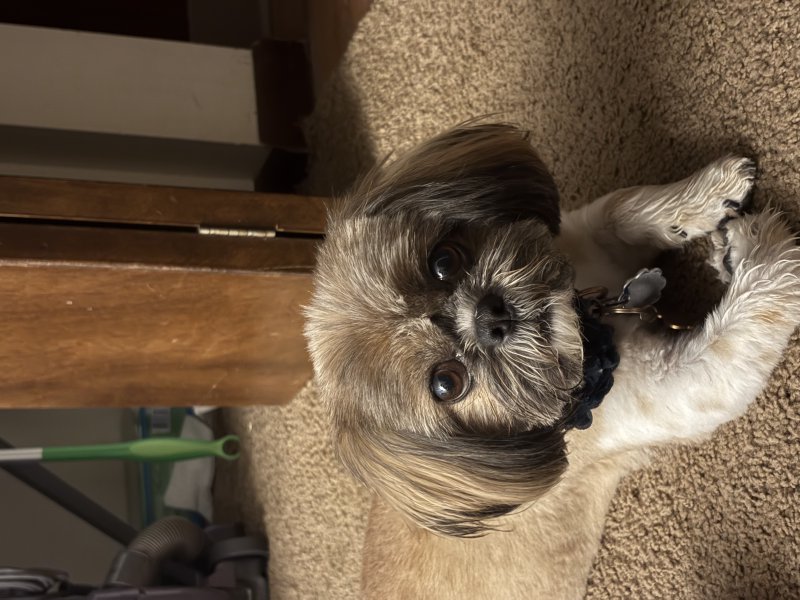 Dog exploring the neighborhood