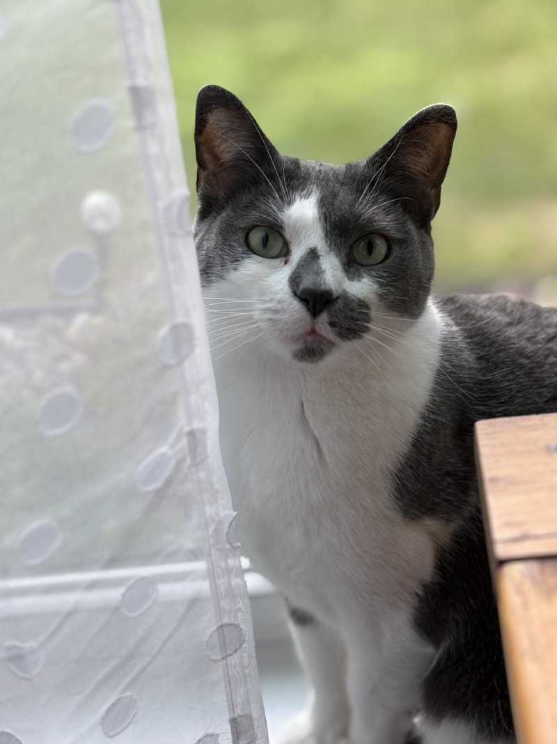 Pet enjoying outdoor time