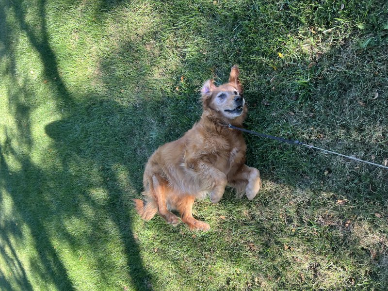 Dog having fun outdoors