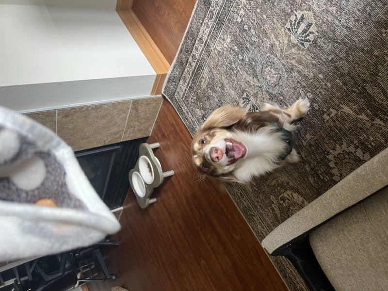 Happy tail wags on a walk