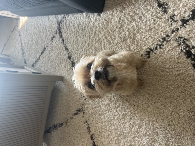 Pup posing for the camera