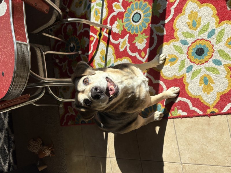 Furry friend enjoying the day