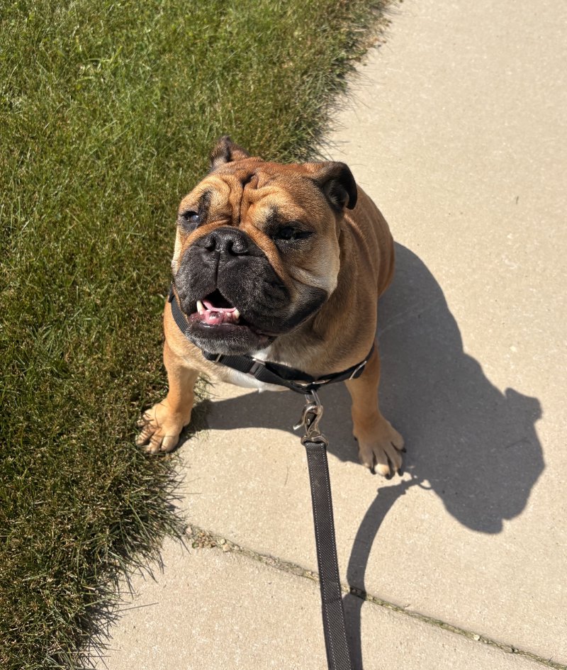 Dog soaking up the sunshine