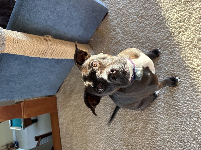 Happy pup at drop-in visit