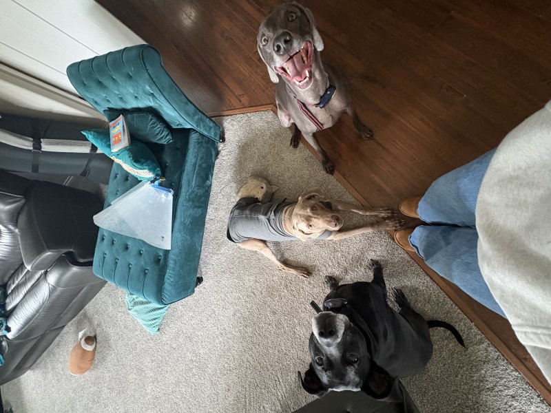 Furry companion enjoying a walk