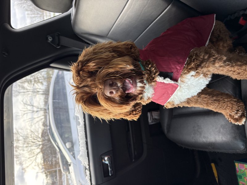 Pet having a great time outdoors