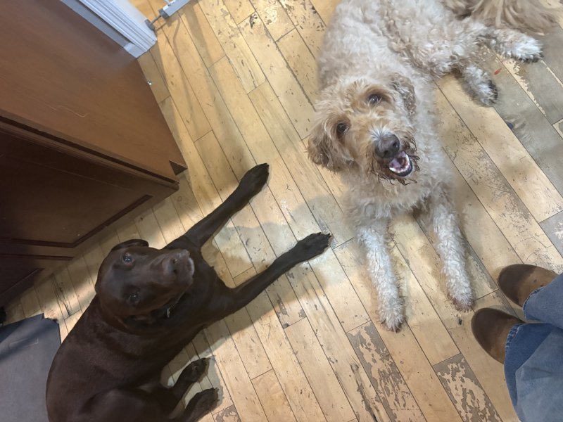 Pup exploring new trails