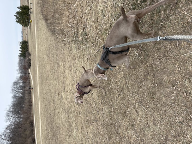 Dog catching some sunshine