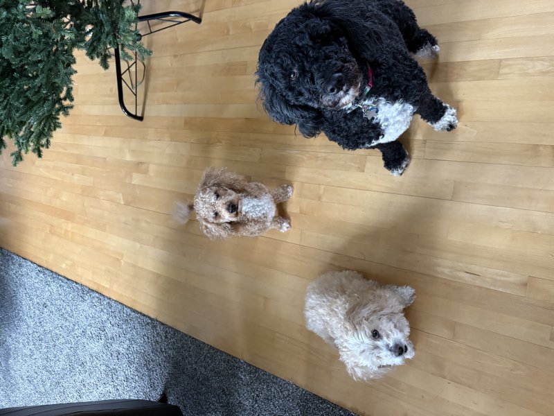 Furry friend on an adventure