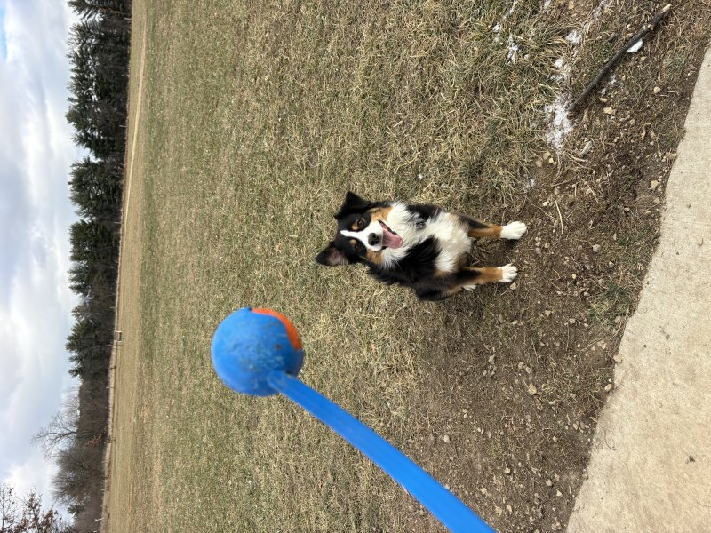 Happy pup at the park