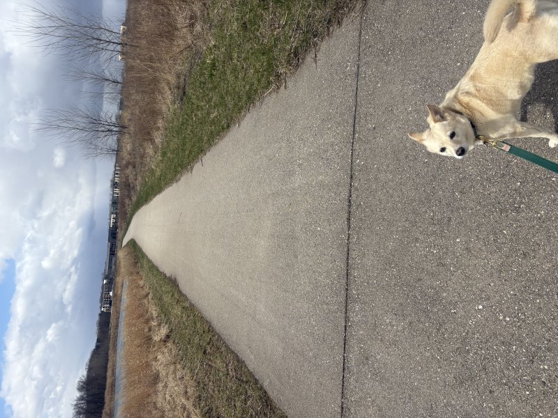 Happy dog on an outing