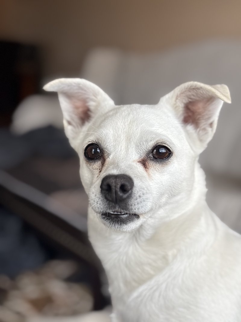 Pet soaking up the outdoors