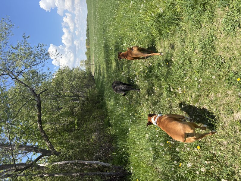 Adorable pup striking a pose