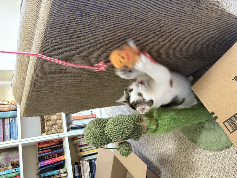 Furry companion on a stroll